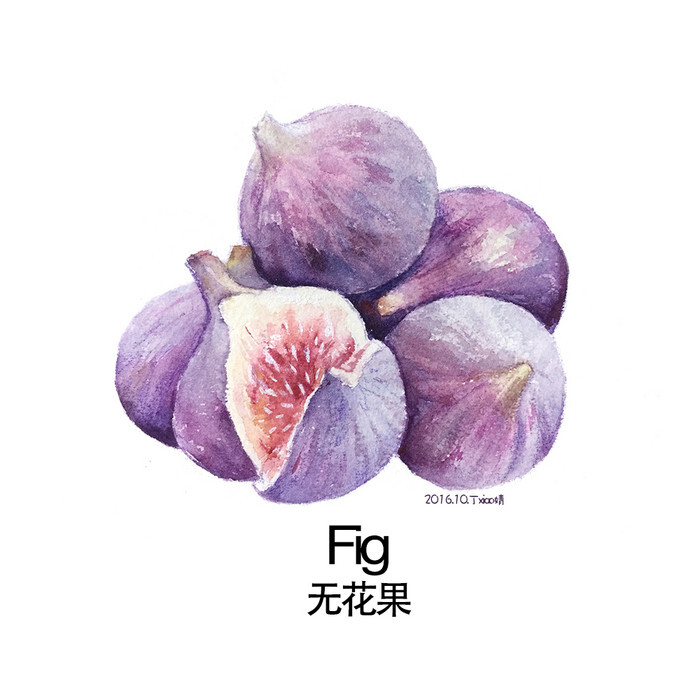 手绘水彩水果系列之无花果.