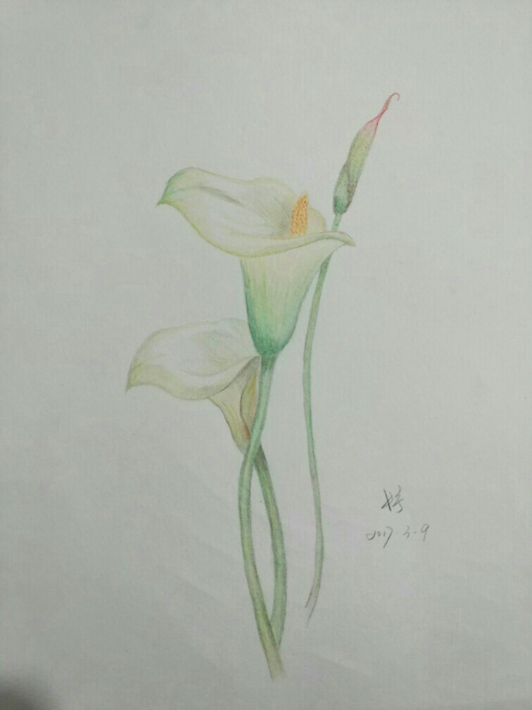 彩铅 临摹 花蕊