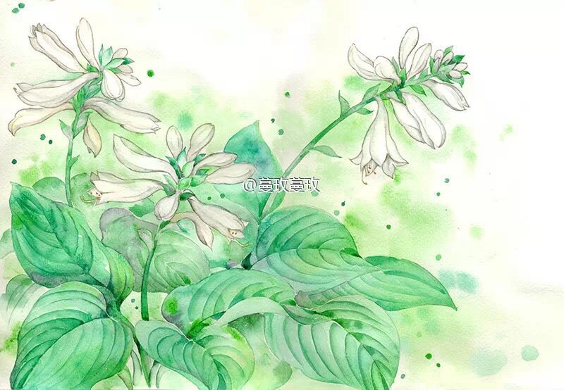 淡然对玉簪.手绘:@蔓玫蔓玫