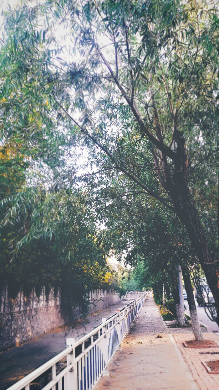 我路过的风景,壁纸