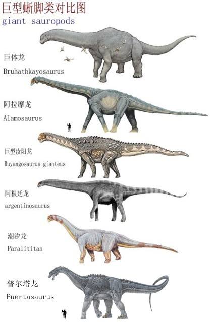 十大蜥脚类恐龙排名图片