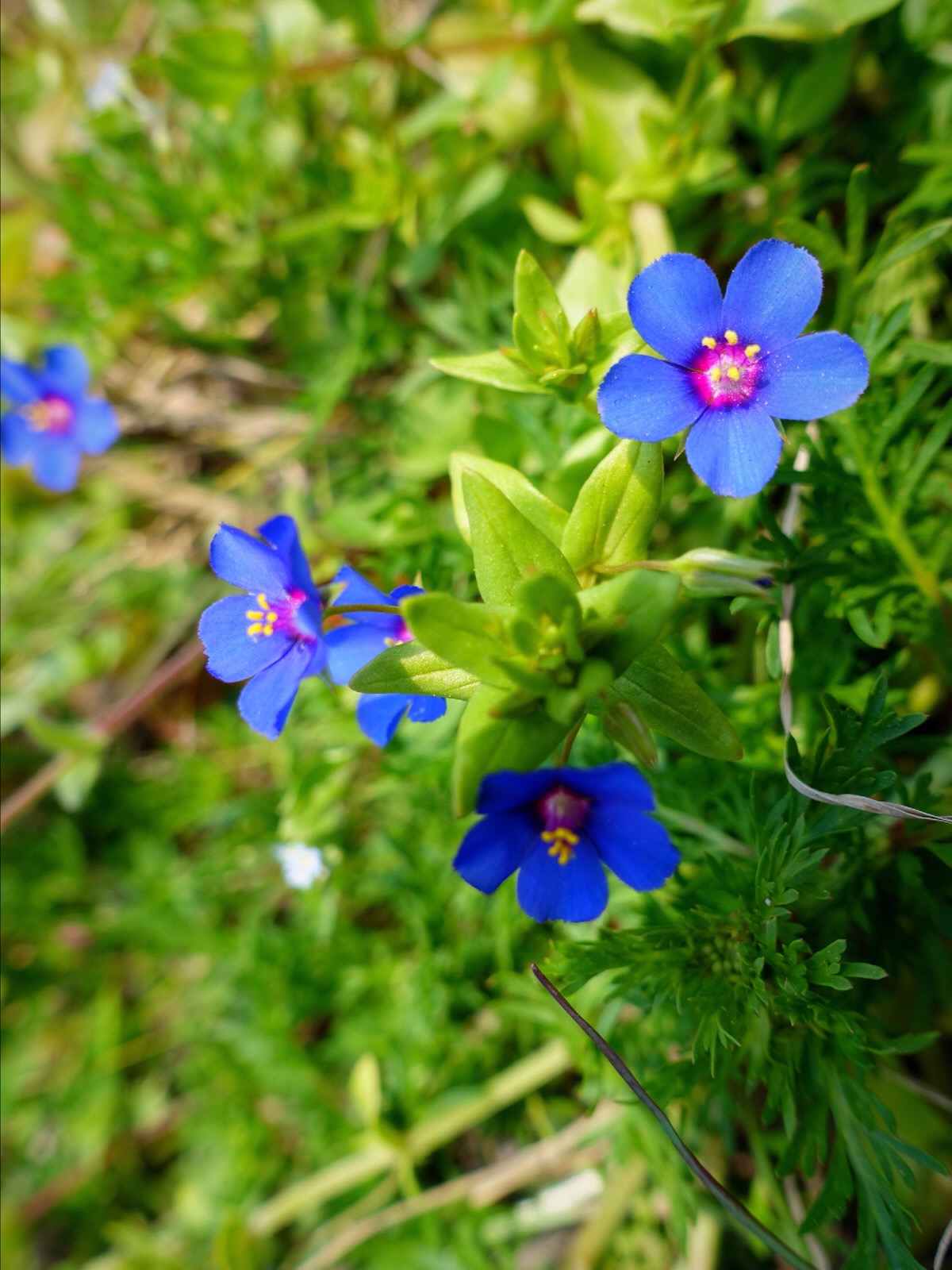 【琉璃繁缕 】海子说:"太阳是野花的头,野花是太阳的诗.