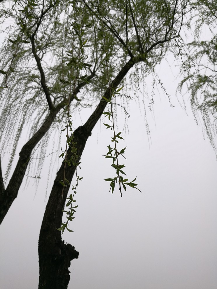 柳芽.早春三月