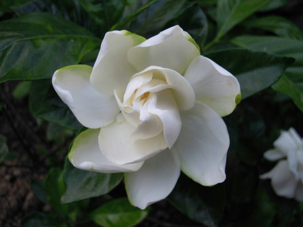 栀子花(来源于网页)