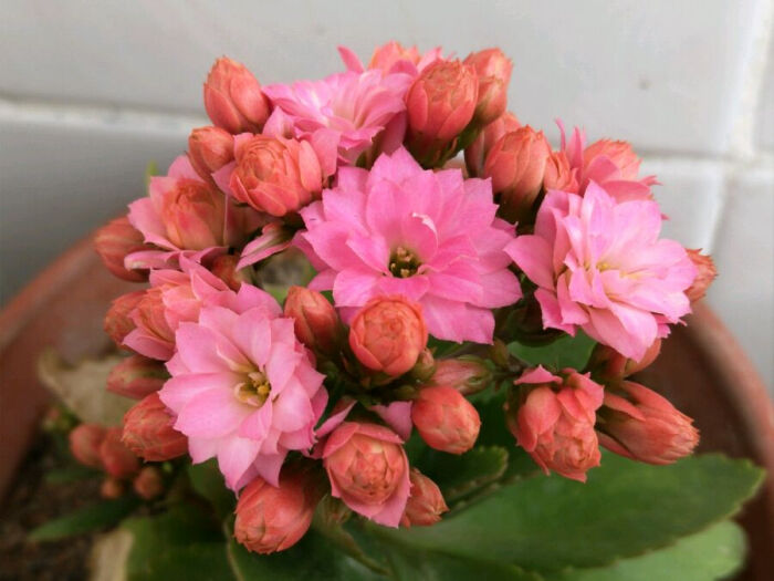 长寿花——南朵?