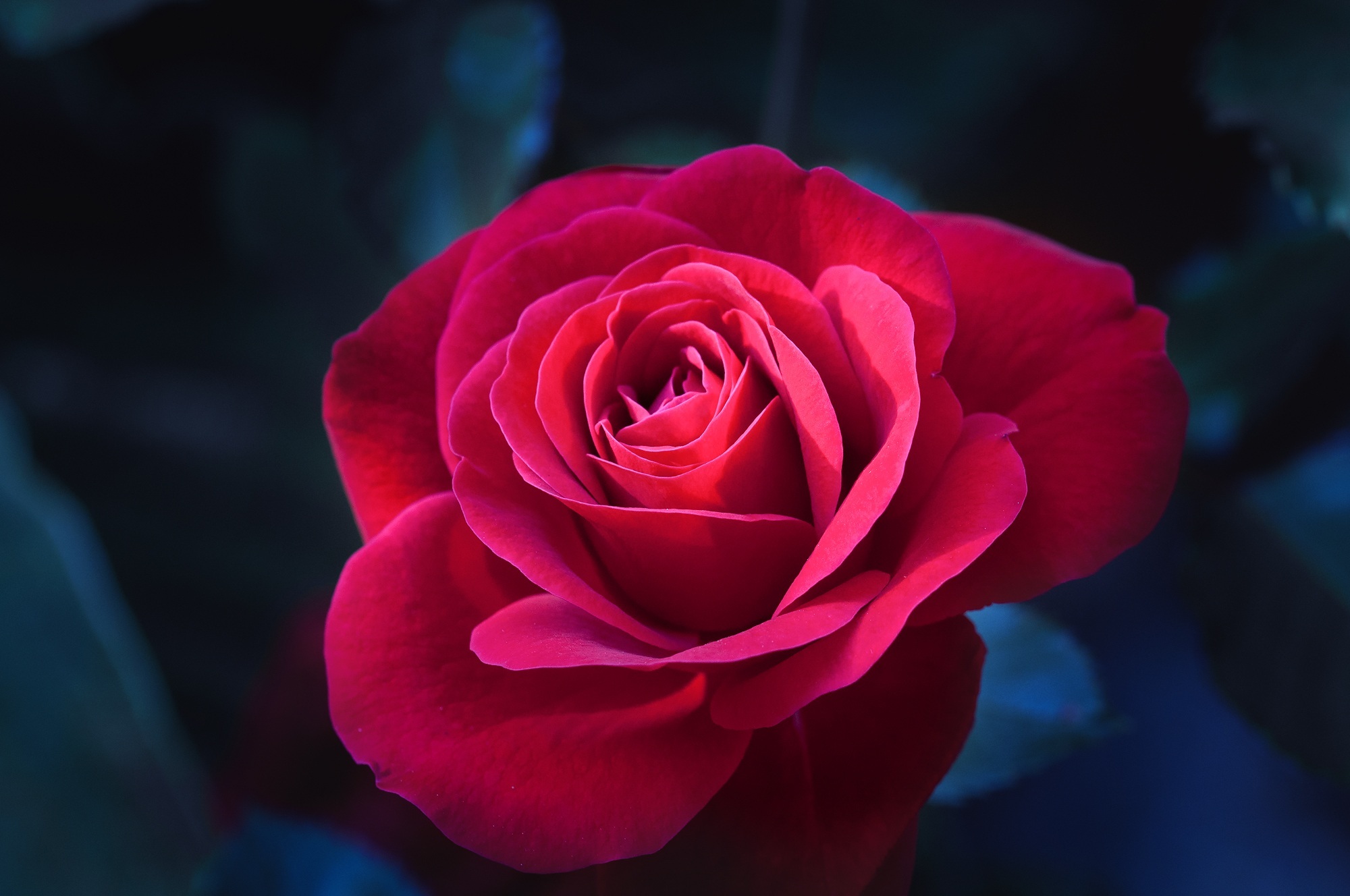 夜色下静静绽放的红玫瑰