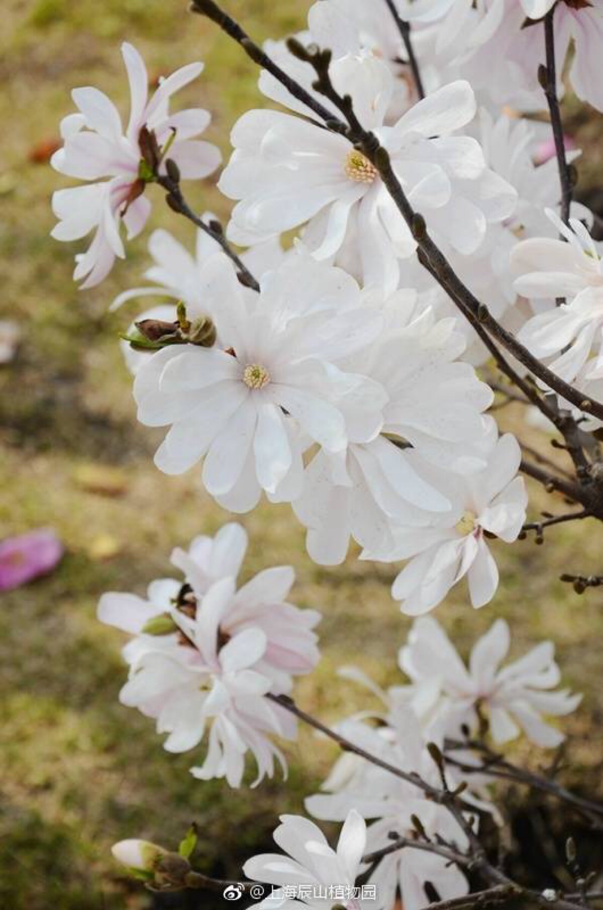 magnolia stellata]木兰科 玉兰属(或广义木兰属)落叶灌木或小乔木
