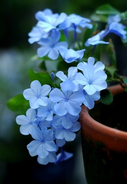 蓝雪花 