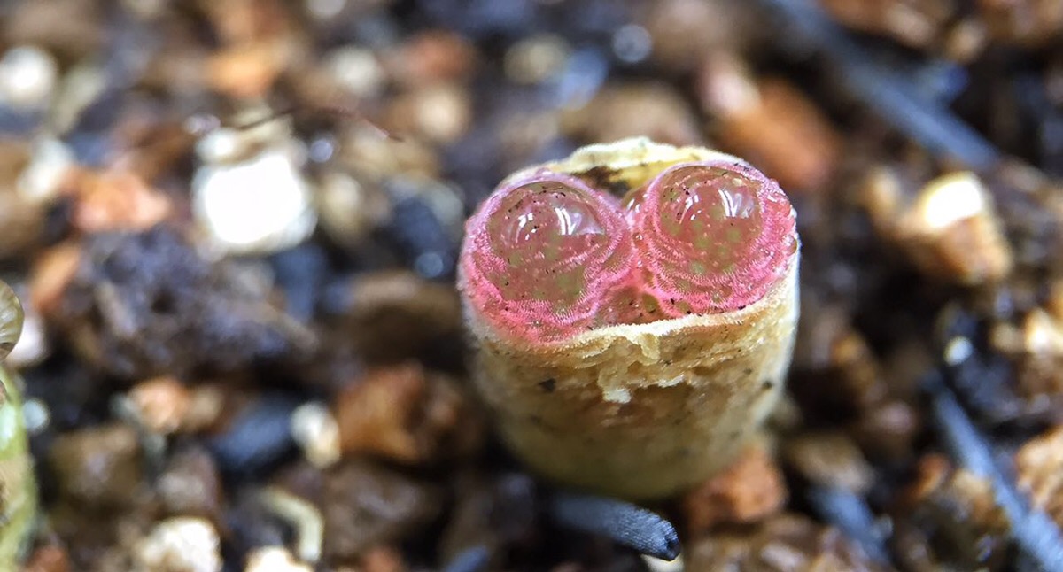 风铃玉 