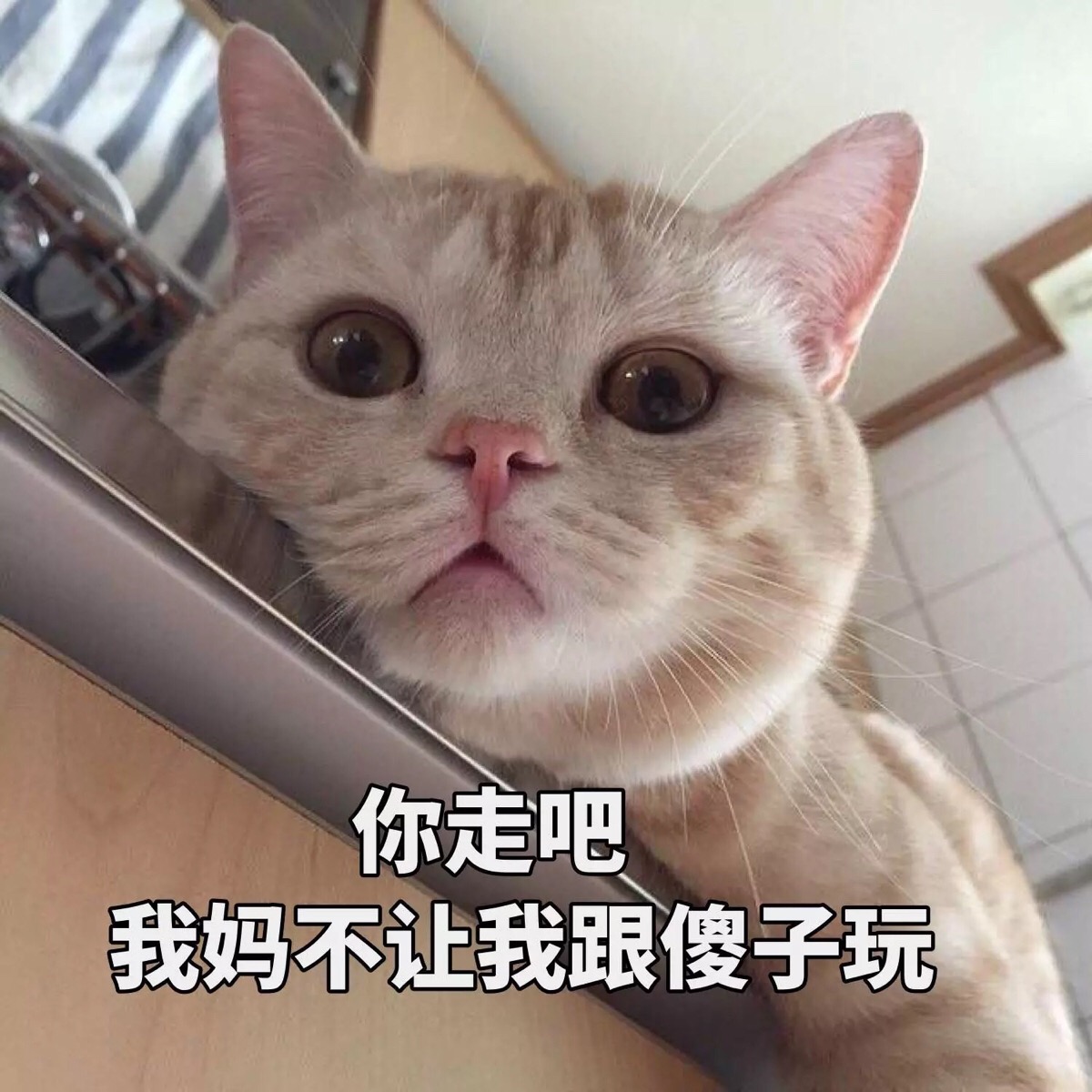 萌猫 表情包