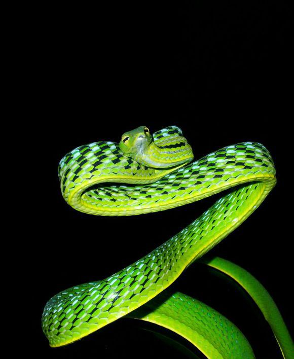 绿色的蛇花纹图片
