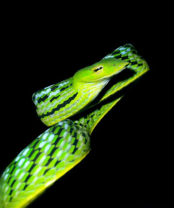 绿色的蛇 黑色条纹图片
