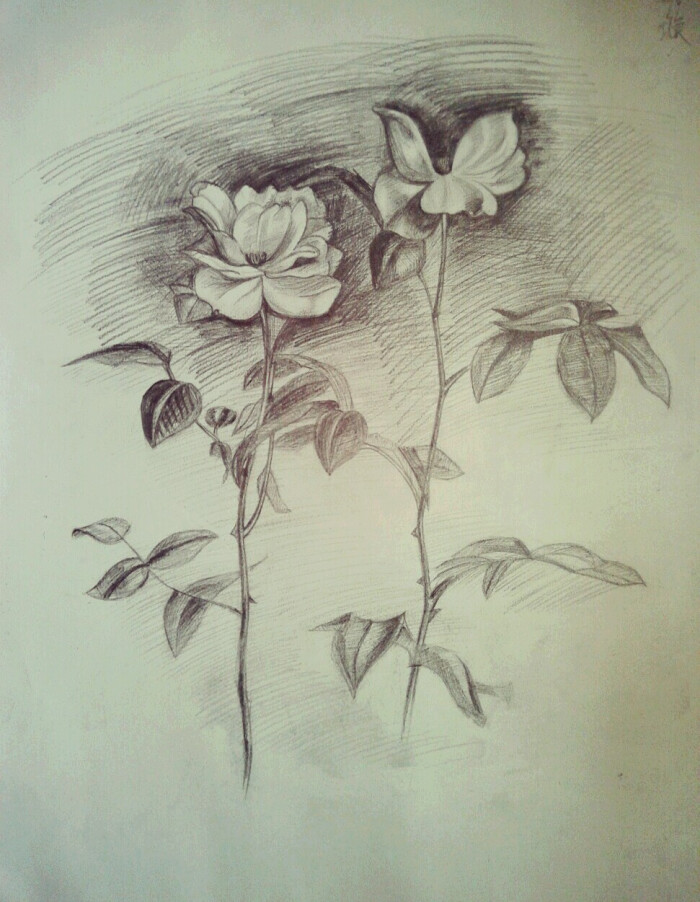【素描花之手绘】(于2017年3月/原创) 花开花落,彼此蹉跎.