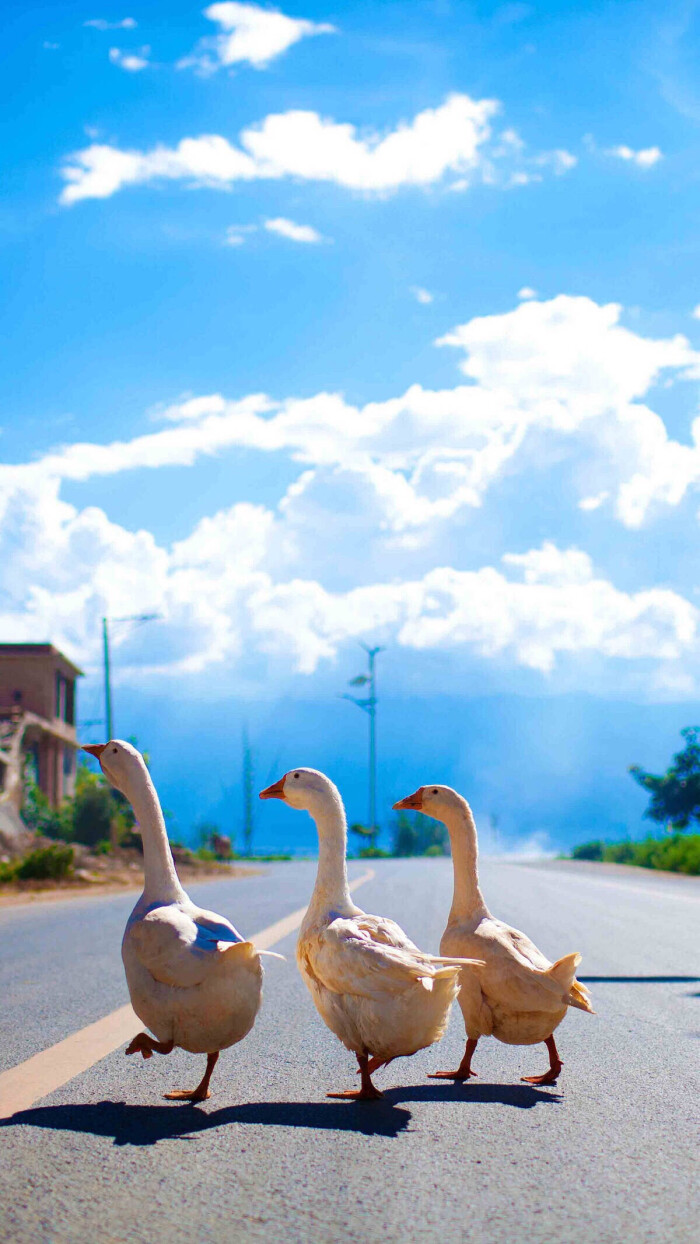 鸭子壁纸