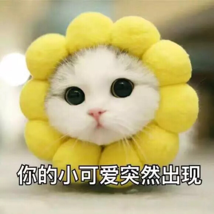 表情哟~你的小可爱突然出现1猫想吃美食的图片搞笑图片
