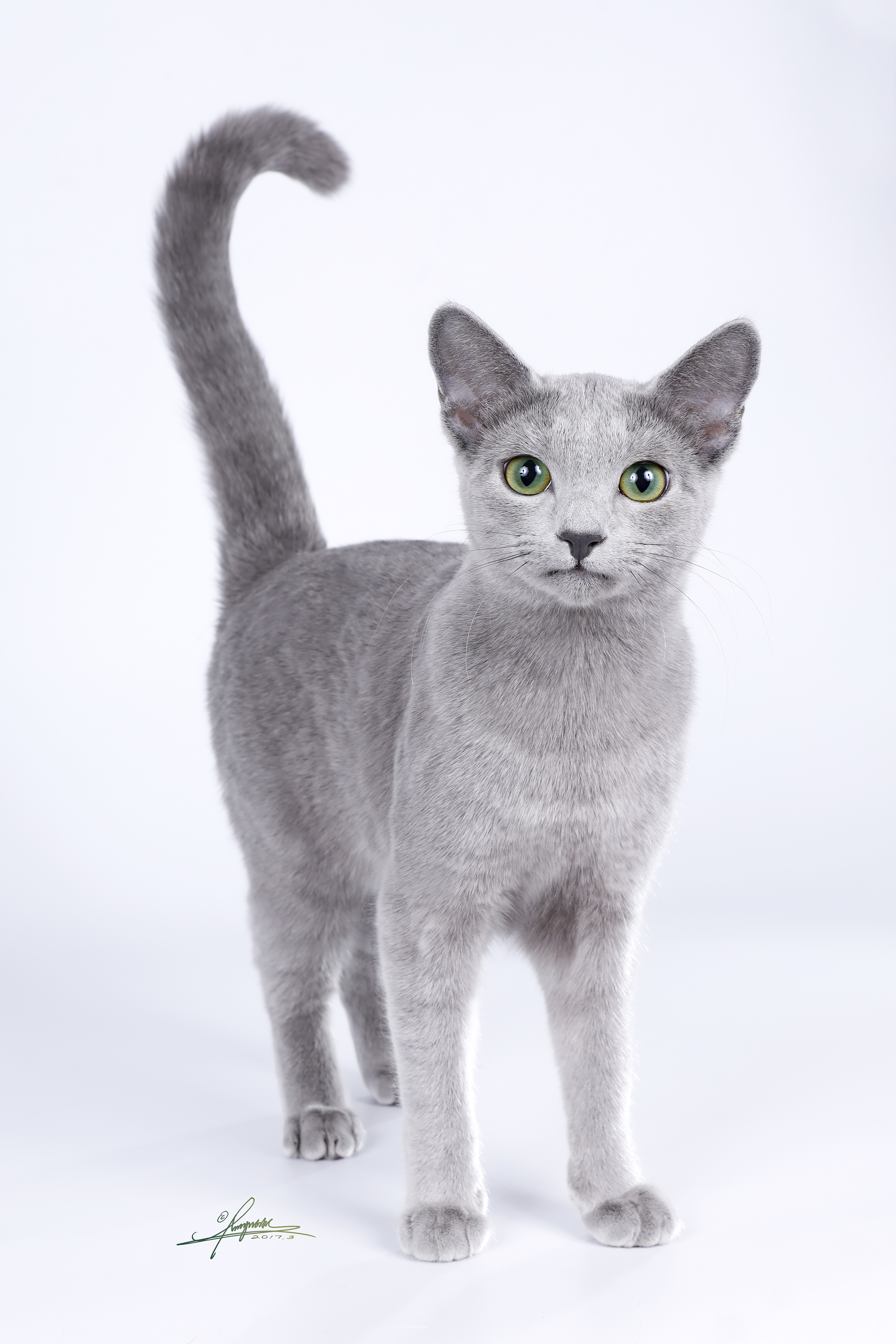 来自@kittiestar 的俄罗斯蓝猫 胖丁小姐 喜…-堆糖,美好生活研究所