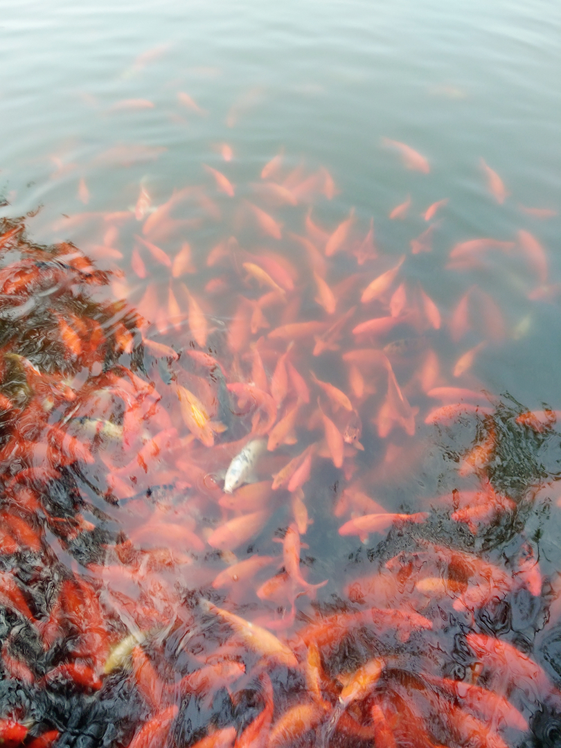 大红鲤鱼池塘图片