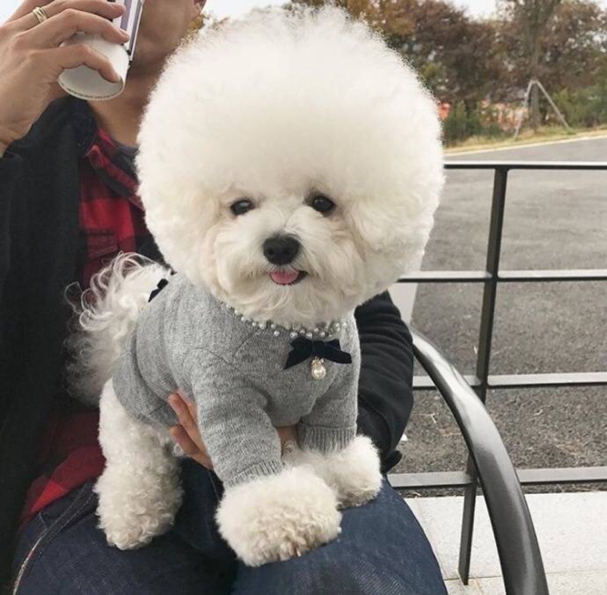 花糖小比熊 敲可爱