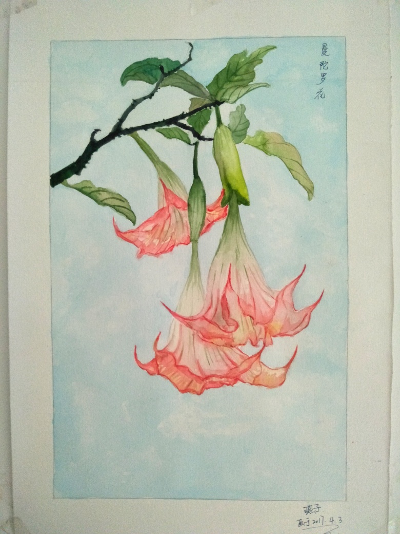 曼陀罗花