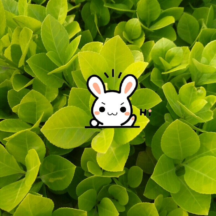 小绿芽 