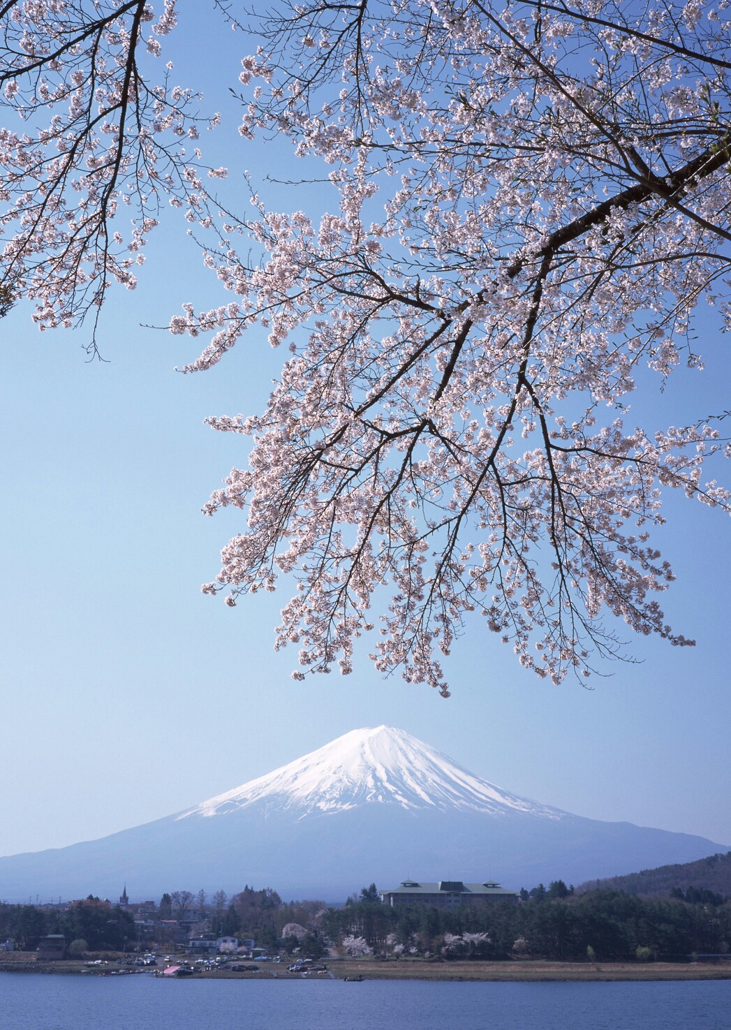 富士山脚下的樱花图片