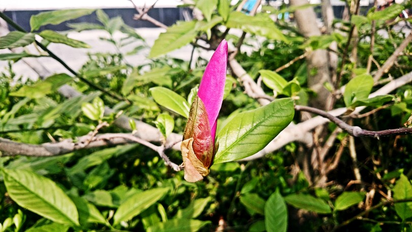 春天物语 花 春暖花开 原创 摄影 风景 壁纸桌面
