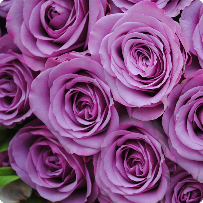 紫玫瑰(rosa rugosa)玫瑰在日常生活中是蔷薇属一系列花大艳丽的栽培