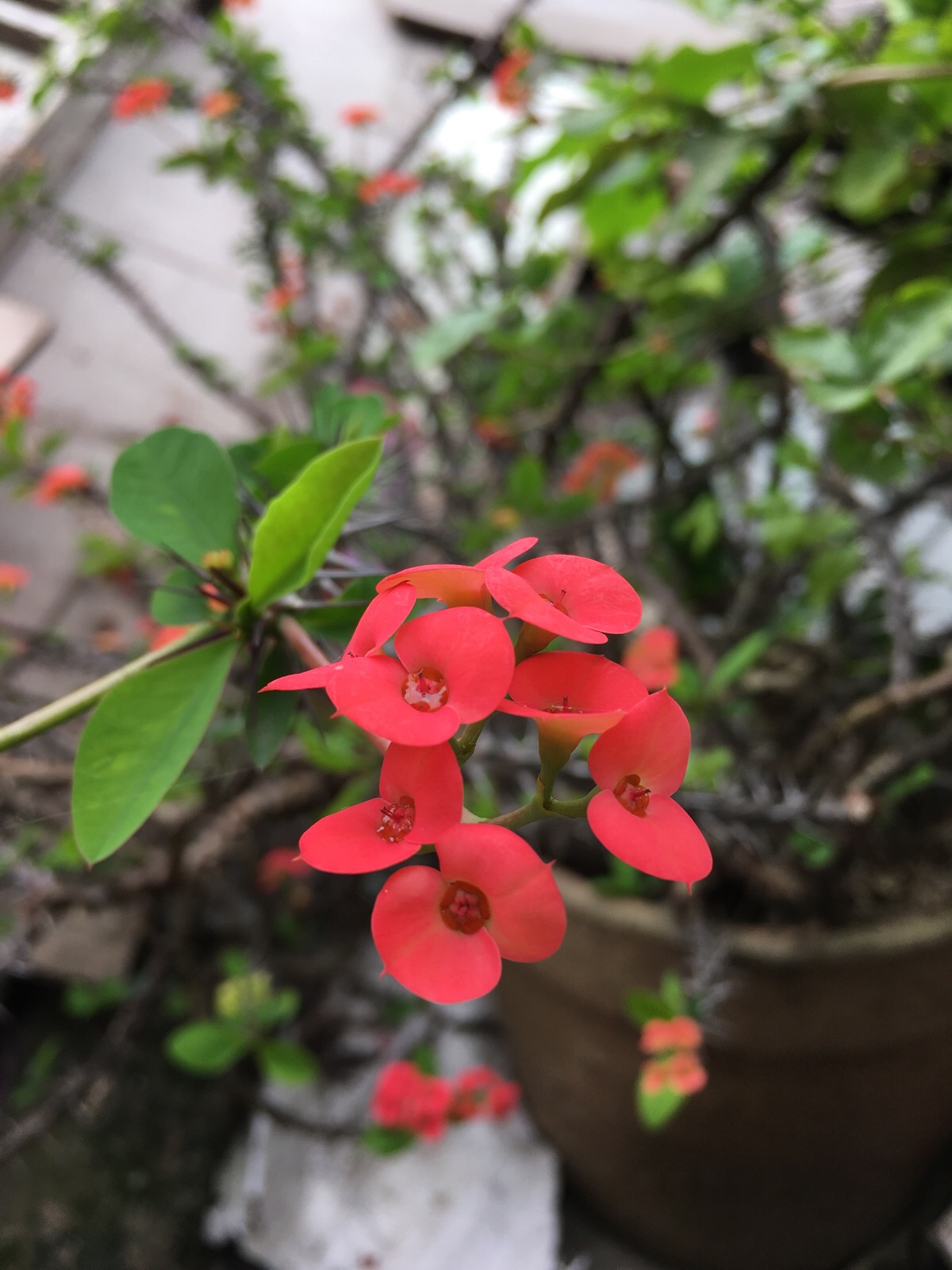 刺梅