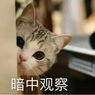 猫表情包