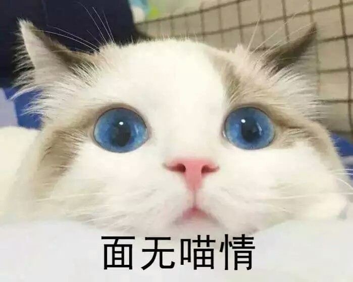 猫表情包