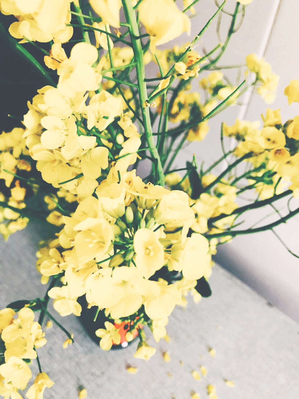 油菜花