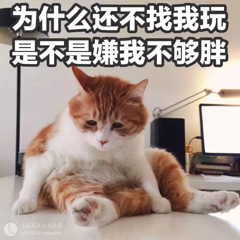 猫 表情包