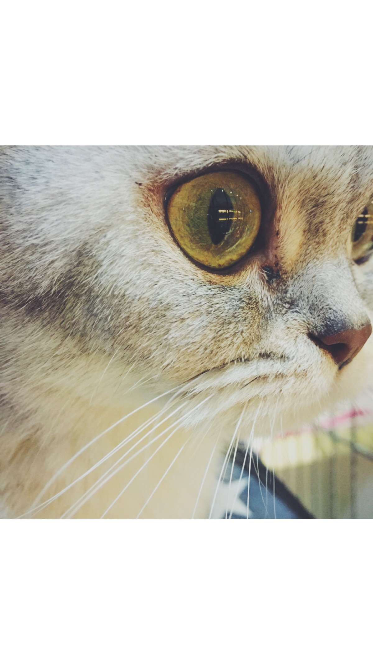 猫瞳 壁纸