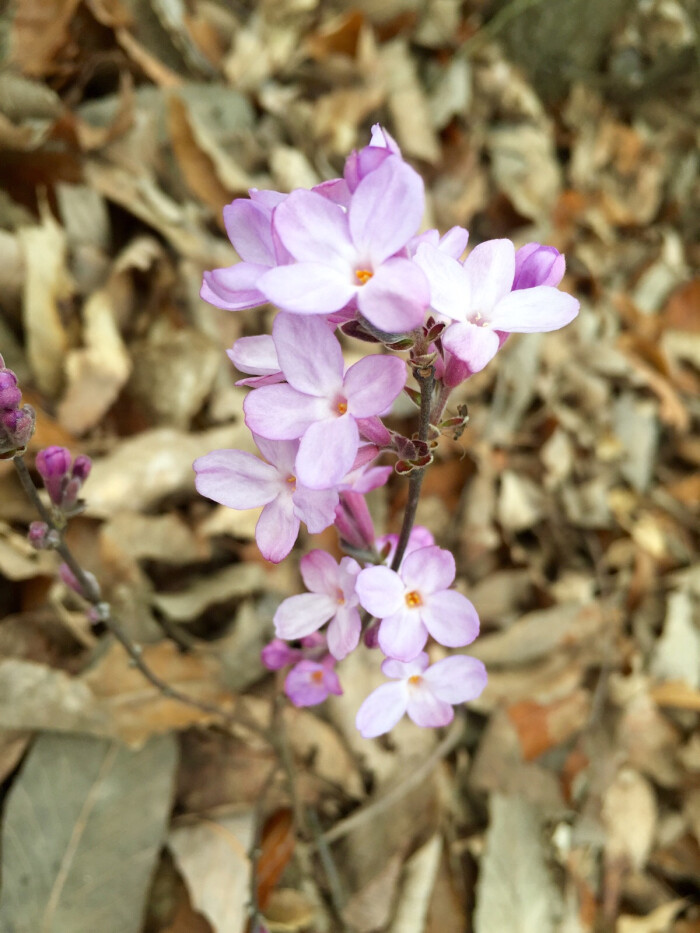 清明花 