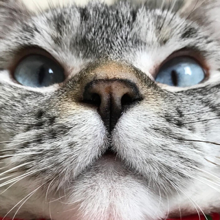 美国ins网红猫nala