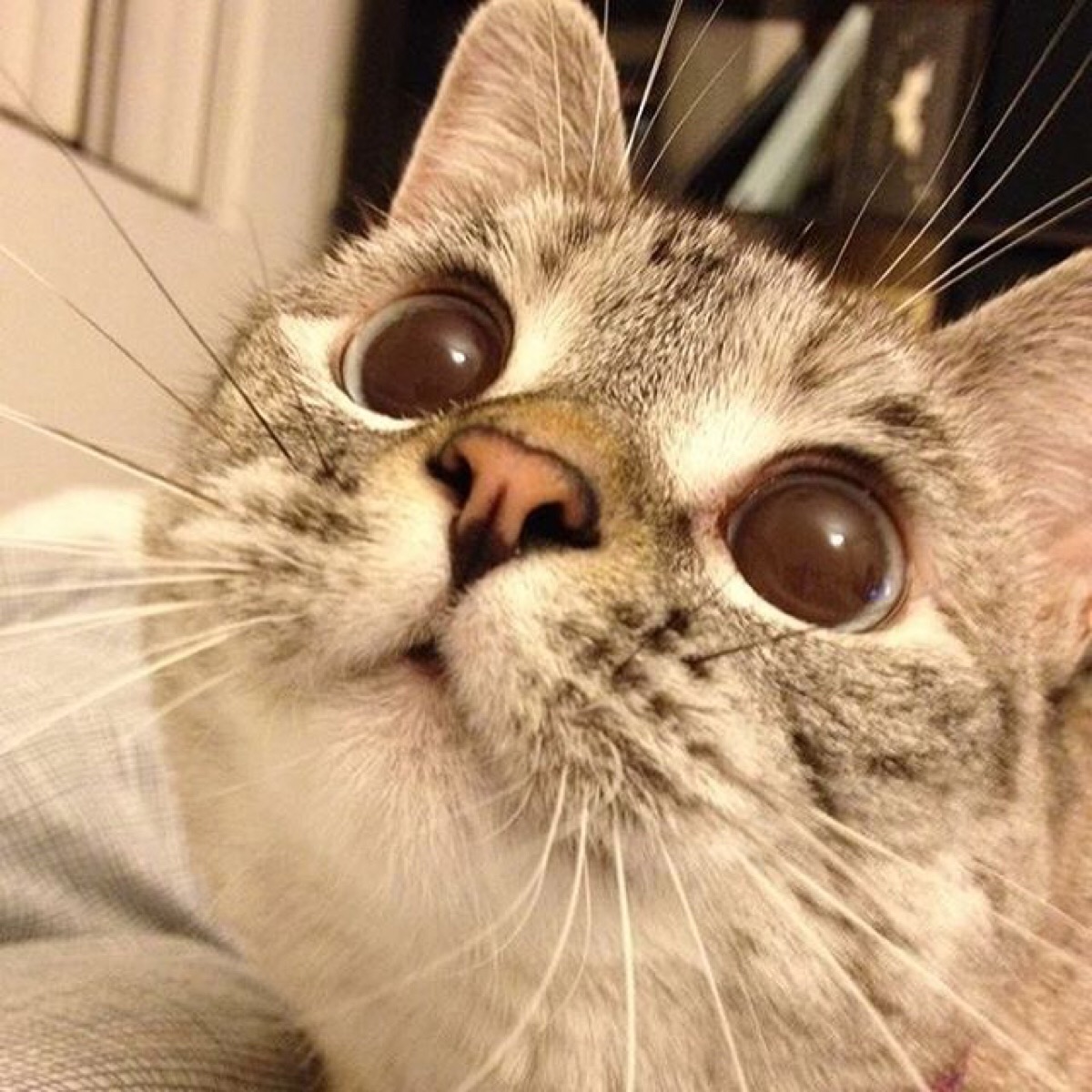 美国ins网红猫nala