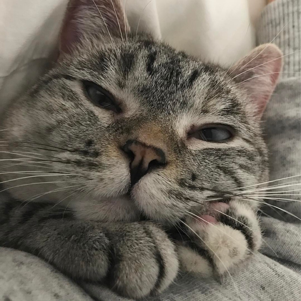 美国ins网红猫nala