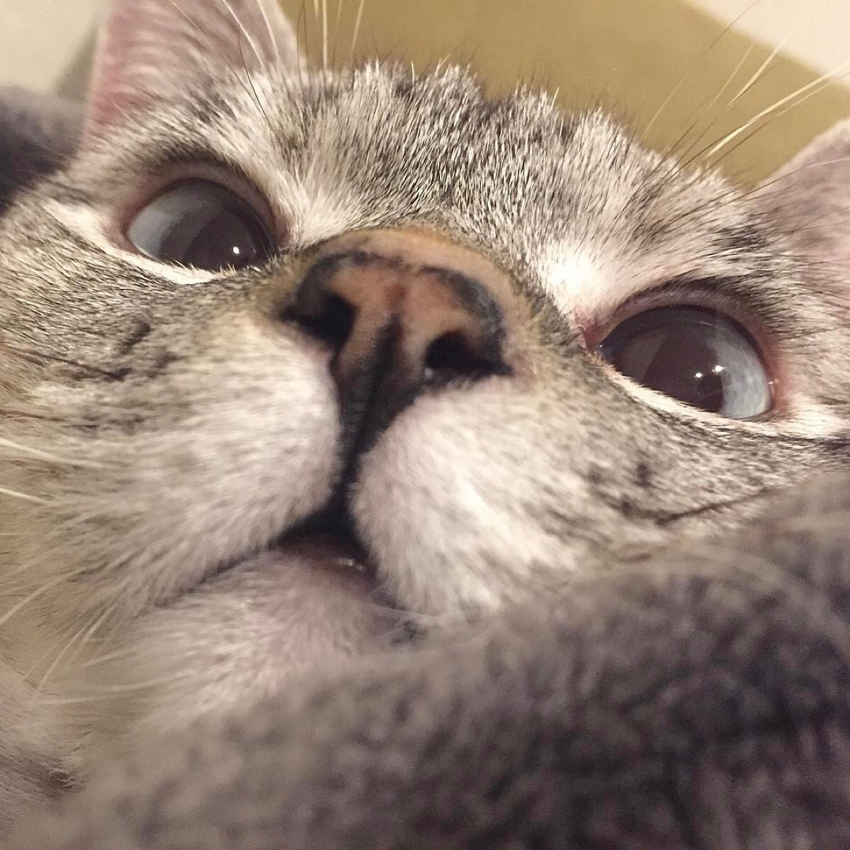 美国ins网红猫nala