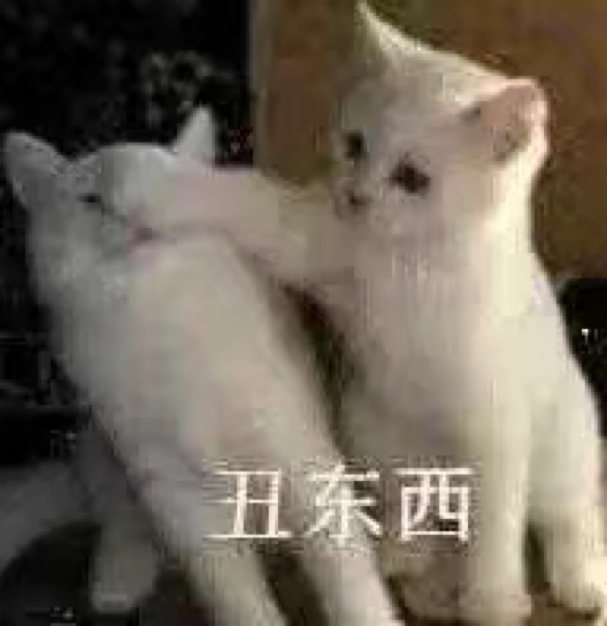 neko猫咪表情包可爱丑东西哈哈哈哈哈哈和你熟
