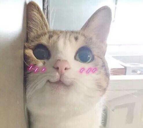 萌宠表情包
