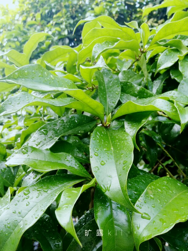 雨后的衡阳 桂花树叶