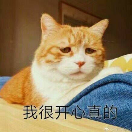 猫咪表情包