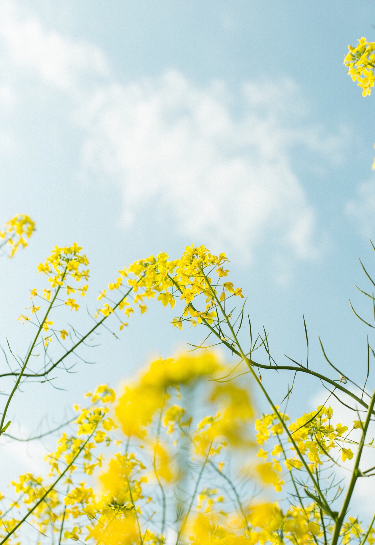 油菜花 春天spring 小清新壁纸