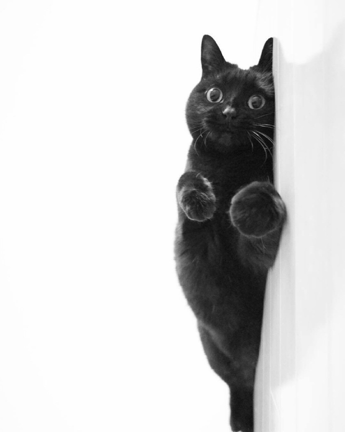 日本一位猫主人 ryotukoro 家的黑猫 p-chan 的黑白日常