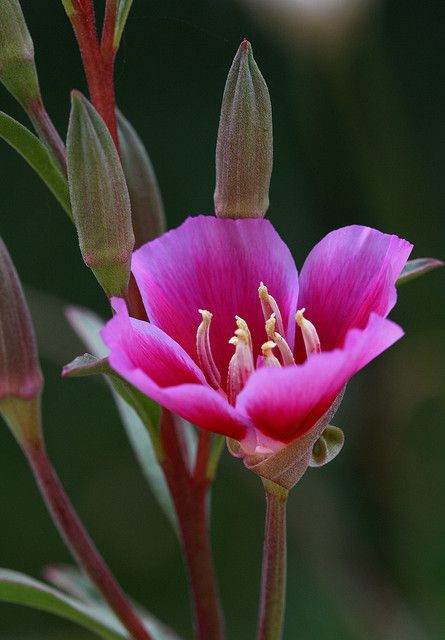 朵朵花图片