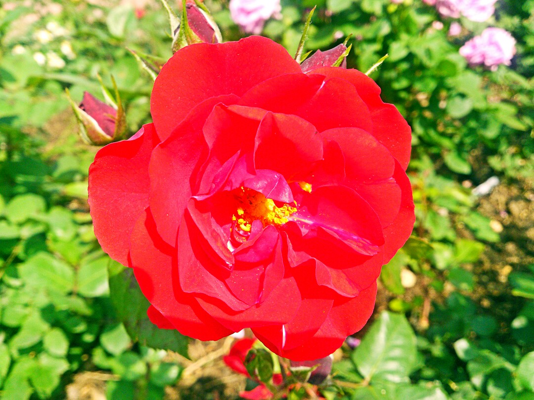 春天物语 花 月季花 春暖花开 原创 摄影 风景 壁纸桌面 特写 静物