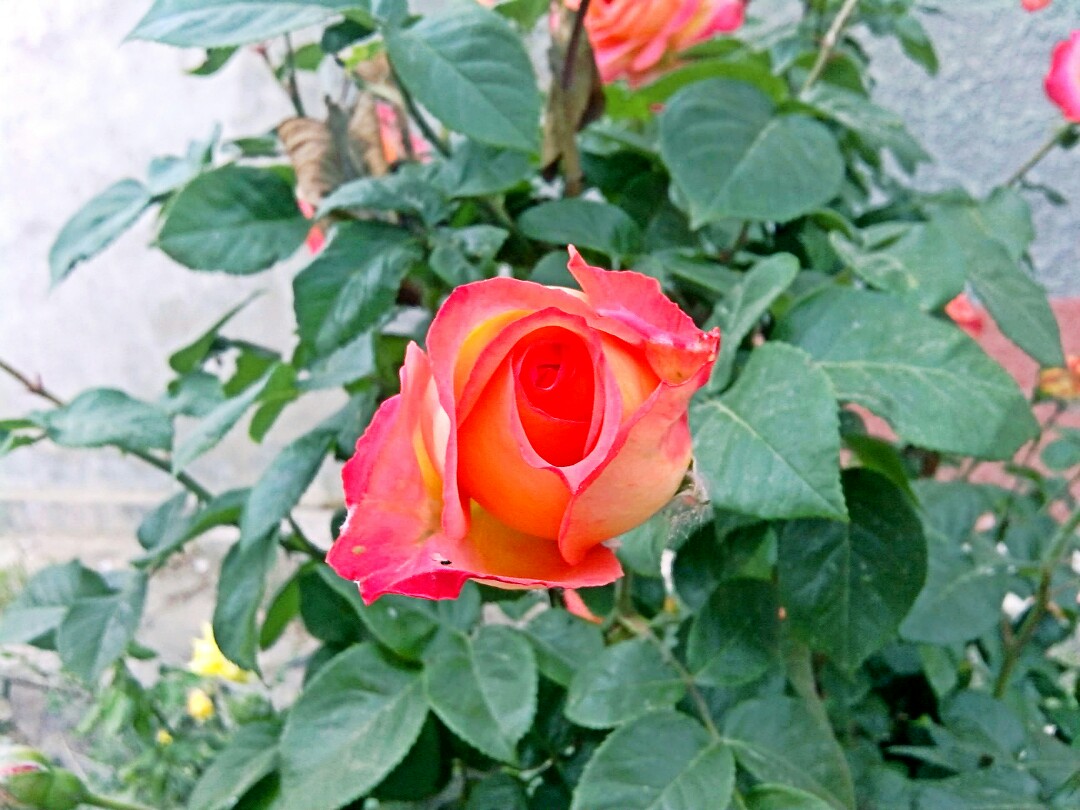春天物语 花 月季花 春暖花开 原创 摄影 风景 壁纸桌面 特写 静物