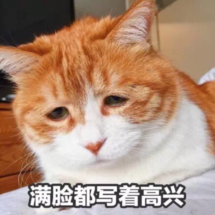 满脸都写着高兴 猫咪表情包 蛇精猫