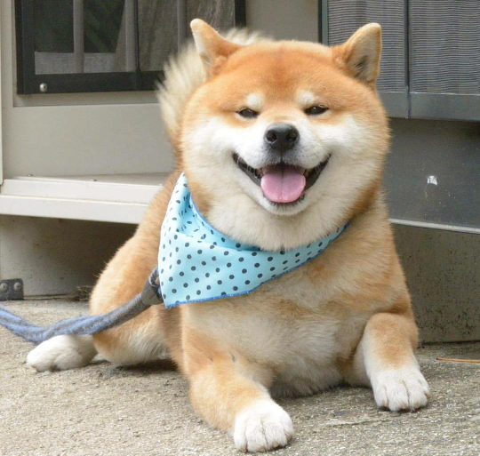 柴犬ryuji