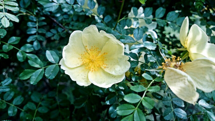 春天物语 花 春暖花开 原创 摄影 风景 壁纸桌面 特写 静物